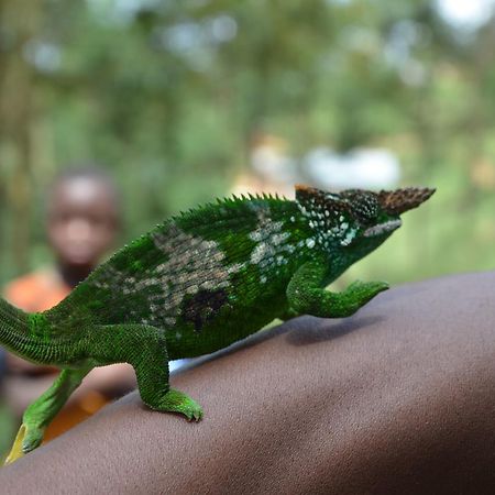 Milemeleni Guesthouse Lushoto エクステリア 写真